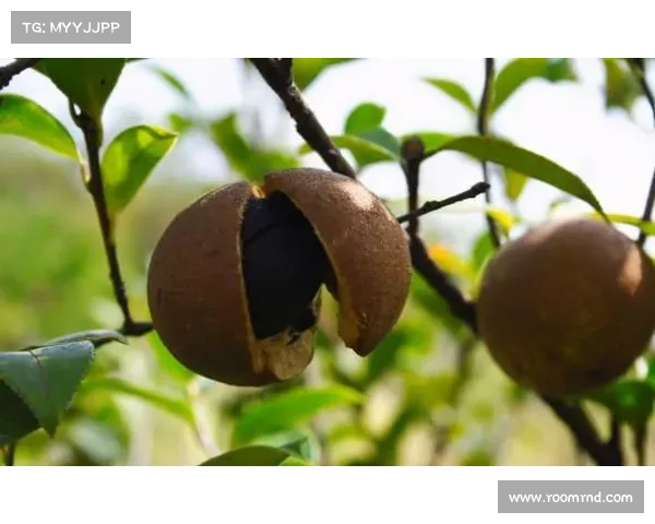 决斗场无法进入的原因与解决方法全解析助你轻松解决困扰