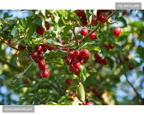 如何创造适宜高地红石榴生长的理想环境与栽培技巧